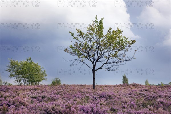 Heather flowering in heathland at the Hoge Kempen National Park