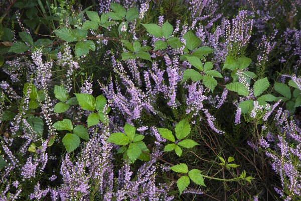 Blackberry and heather flowering in heathland at the Hoge Kempen National Park