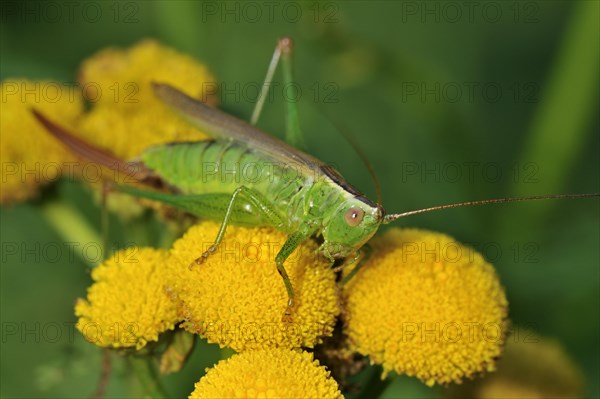 Long-winged conehead