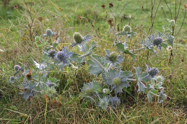 Sea holly