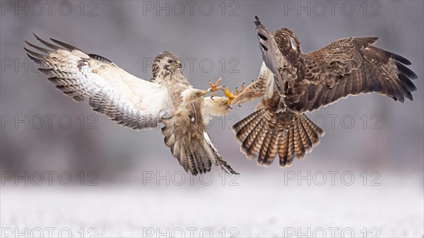 Common steppe buzzard