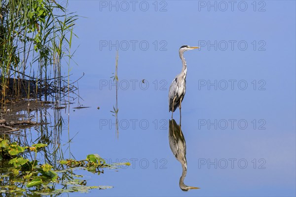 Reflection of grey heron