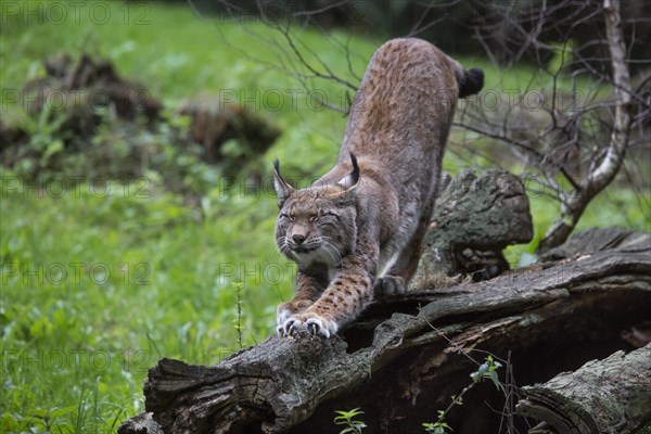 Eurasian lynx