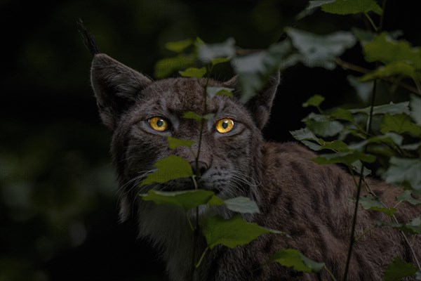 Close-up portrait of Eurasian lynx