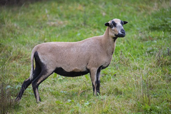 Cameroon sheep ewe