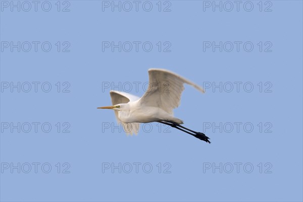 Great egret