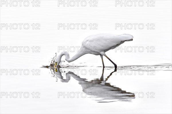 Great white egret