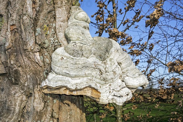 Tinder bracket fungus