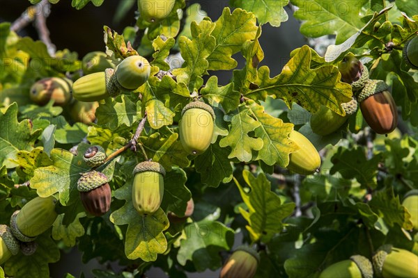 Close up of acorns and leaves of English oak