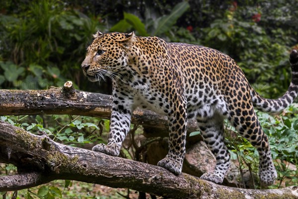 Javan leopard