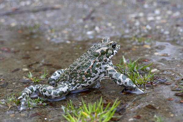 European Green Toad