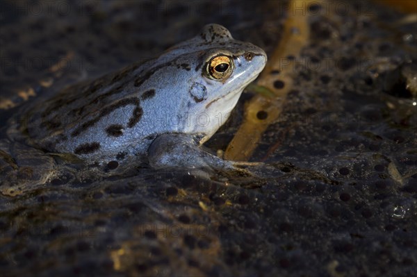 Moor Frog