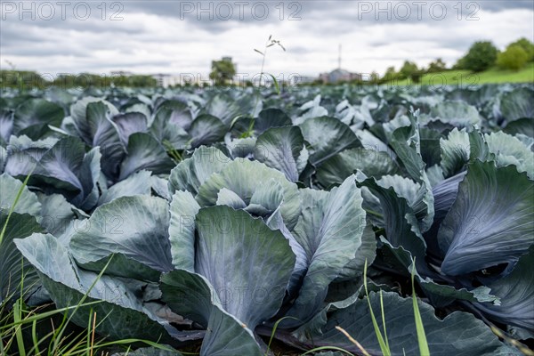 Filder-Rotkohl. Red Cabbage on the field in a suburbian of Stuttgart Baden-Wuerttemberg