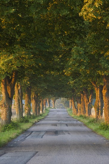 Silver lime trees