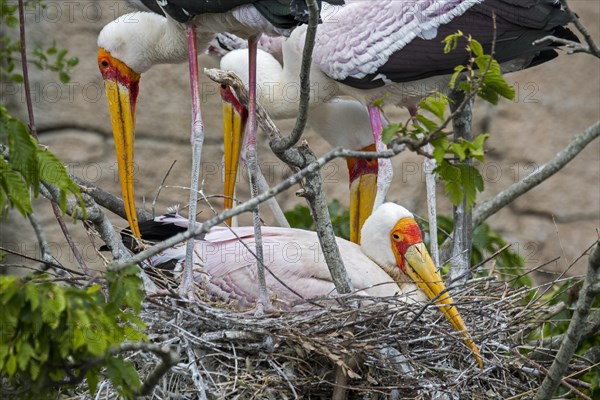 Yellow-billed storks