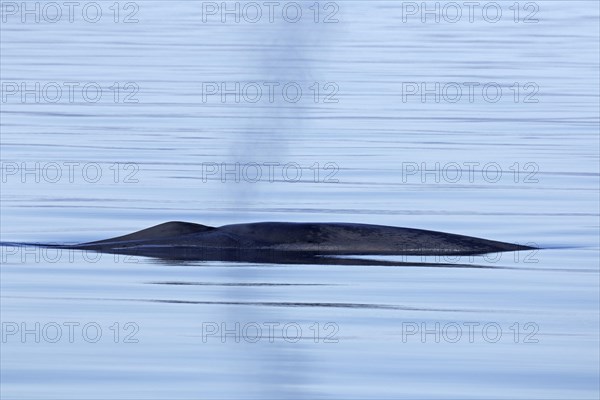 Blow through blowhole of blue whale