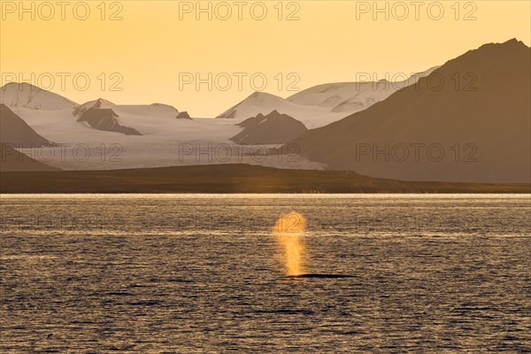 Fin whale