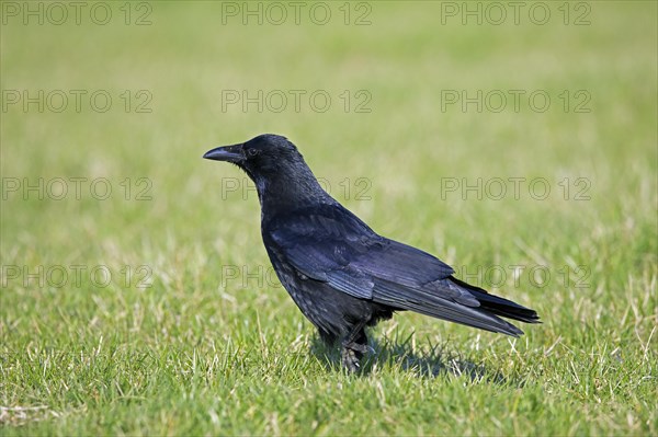 Carrion crow