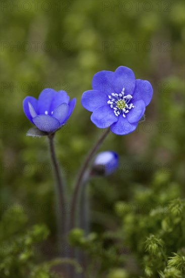 Common Hepatica