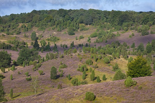 Lueneburg Heath