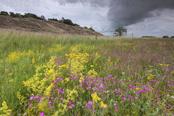 Colourful wildflowers like Carthusian Pink in the Inland Dunes by Klein Schmoelen near the Elbe river