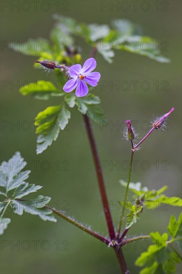 Herb Robert