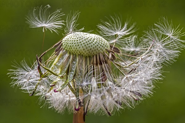 Common dandelion