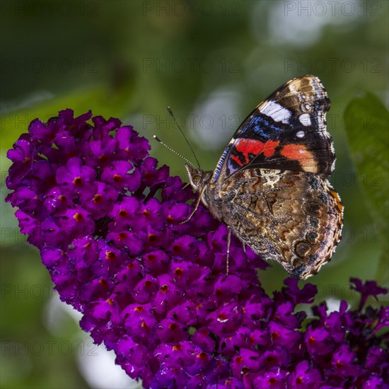 Red Admiral