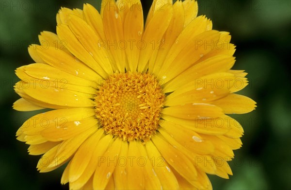 Pot marigold