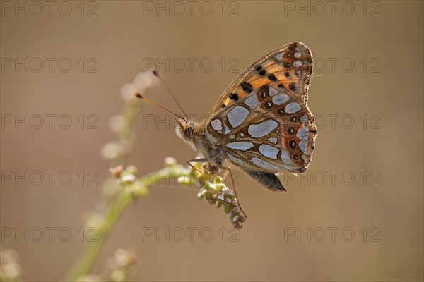 Queen of Spain Fritillary