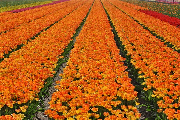 Field with rows of coloured cultivated tulips