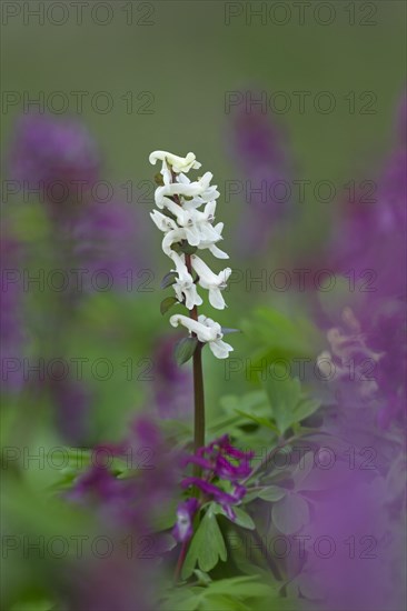 Bulbous Corydalis