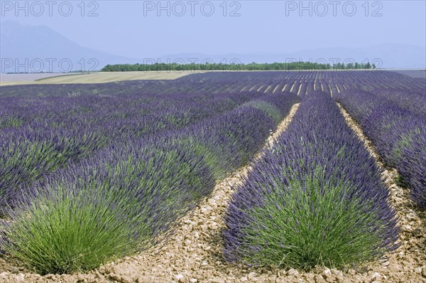 Lavender field