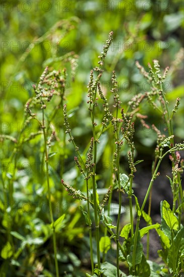 Common sorrel