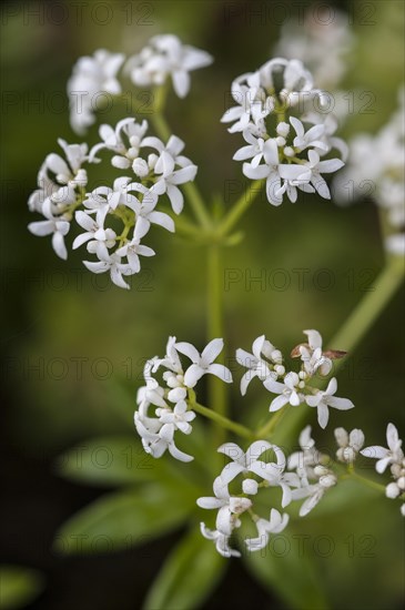 Sweet woodruff