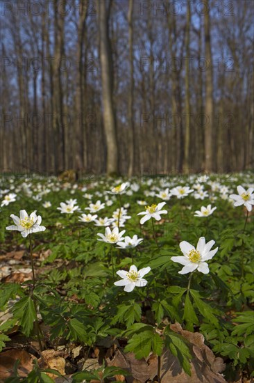 Wood anemones