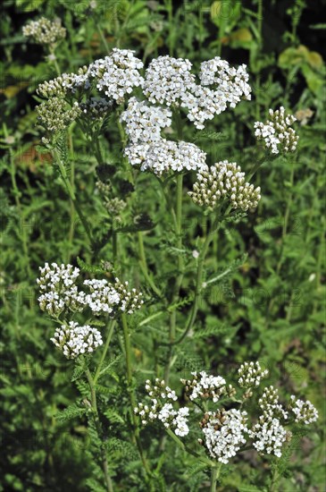 Common yarrow