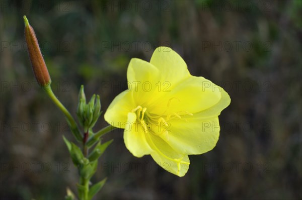 Large-flowered evening-primrose