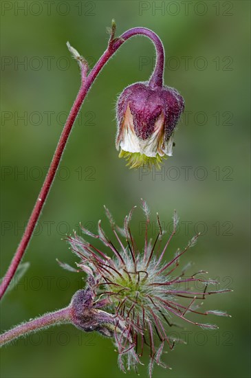 Water avens