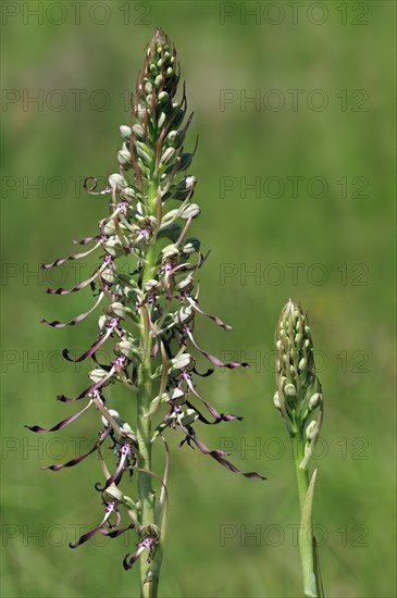 Lizard orchid