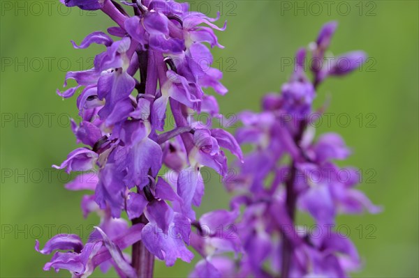 Early purple orchid