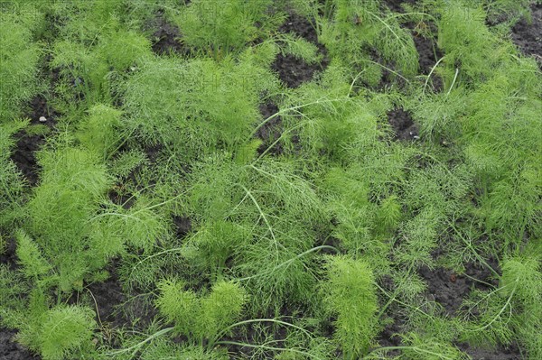 Fennel