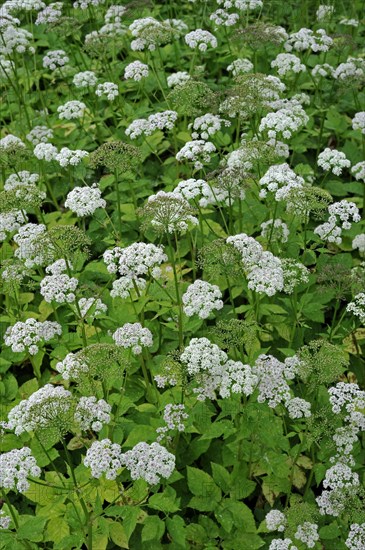 Ground-elder