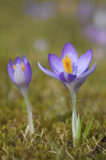 Two spring crocuses