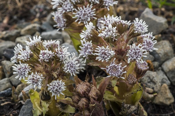 White Butterbur