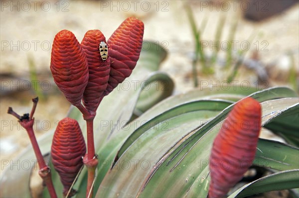 Welwitschia bug