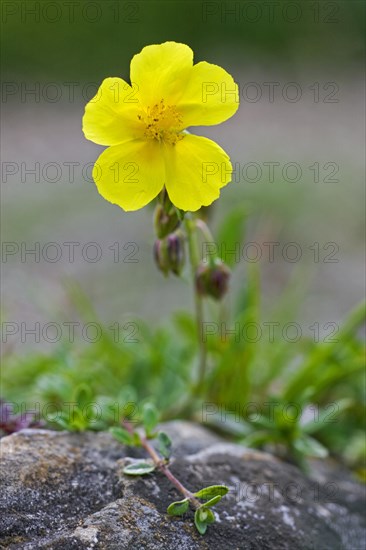 Common Rockrose