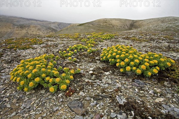 Yellow flowers on the arctic tundra at Bjornoya