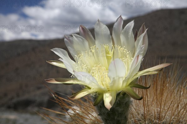 Argentine Giant