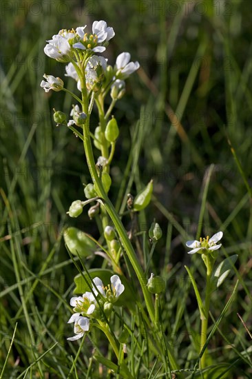 English scurvy-grass